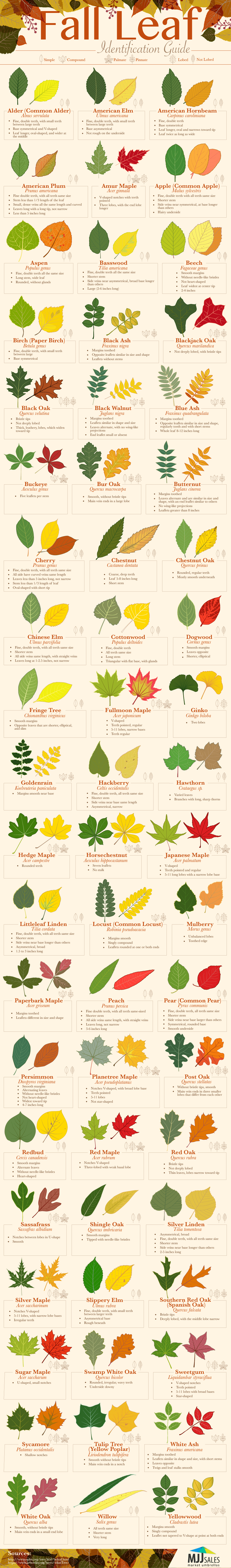 fall-leaf-identification-guide-daily-infographic