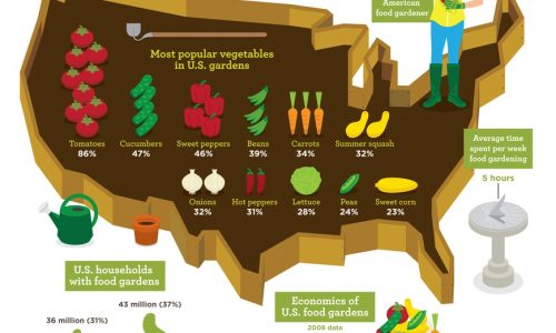 Home gardening infographic
