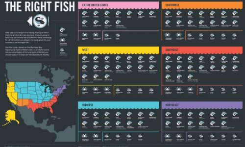 Good Fish Bad Fish Infographic