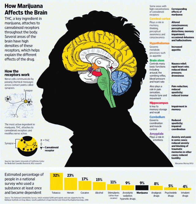 How Marijuana Affects The Brain