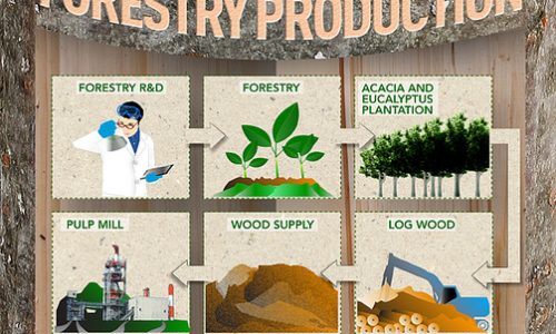 Sustainable Paper from Plantation to Product Infographic