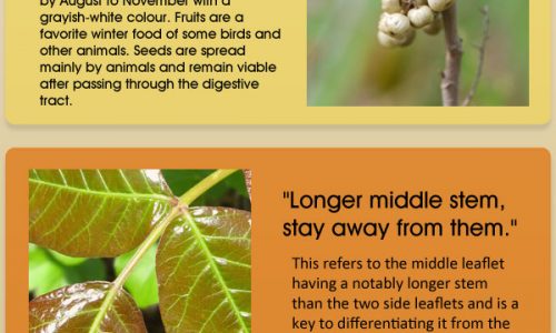 How to Identify Poison Ivy Infographic