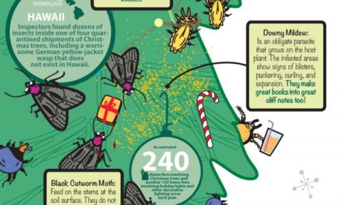 Christmas Bugs Infographic