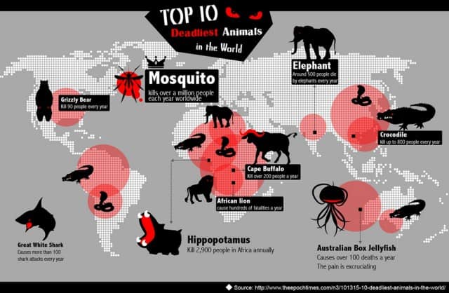 Top 10 Deadliest Animals In The World | Daily Infographic