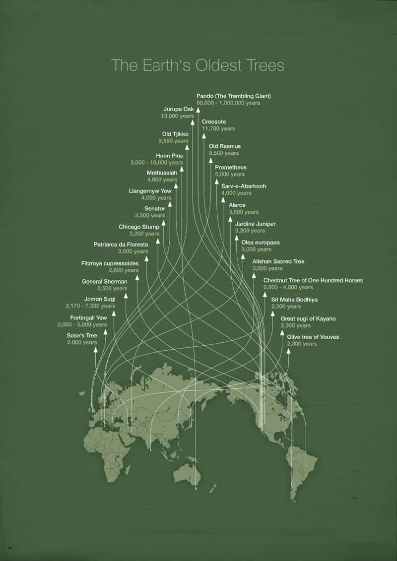 Earth’s Oldest Trees Daily Infographic