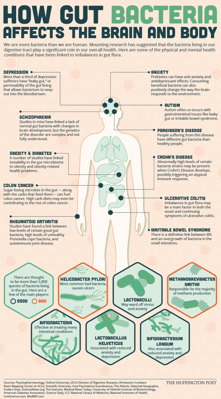 How Gut Bacteria Affects The Brain And Body Daily Infographic