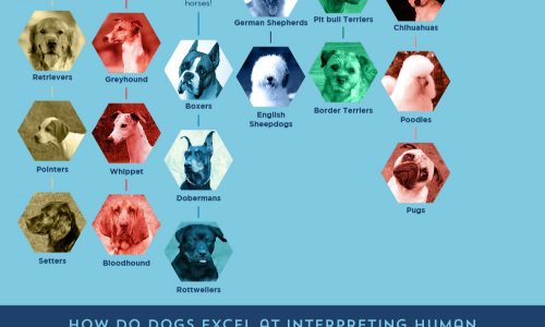 Evolution of the Dog Infographic