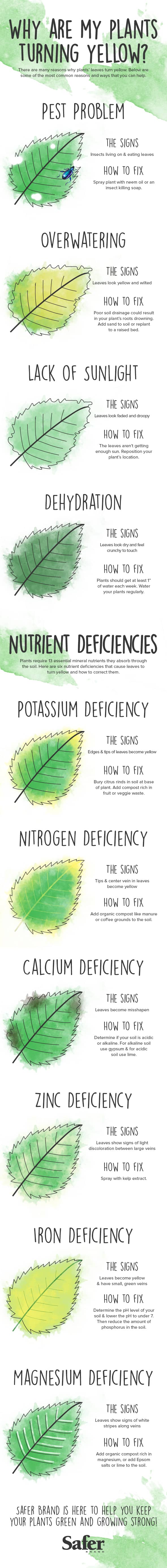 Plants guide infographic