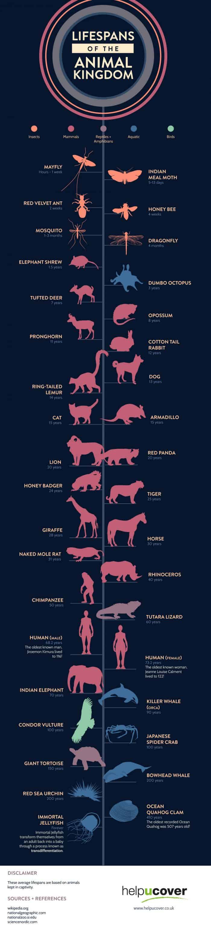 Life Spans of the Animal Kingdom Infographic