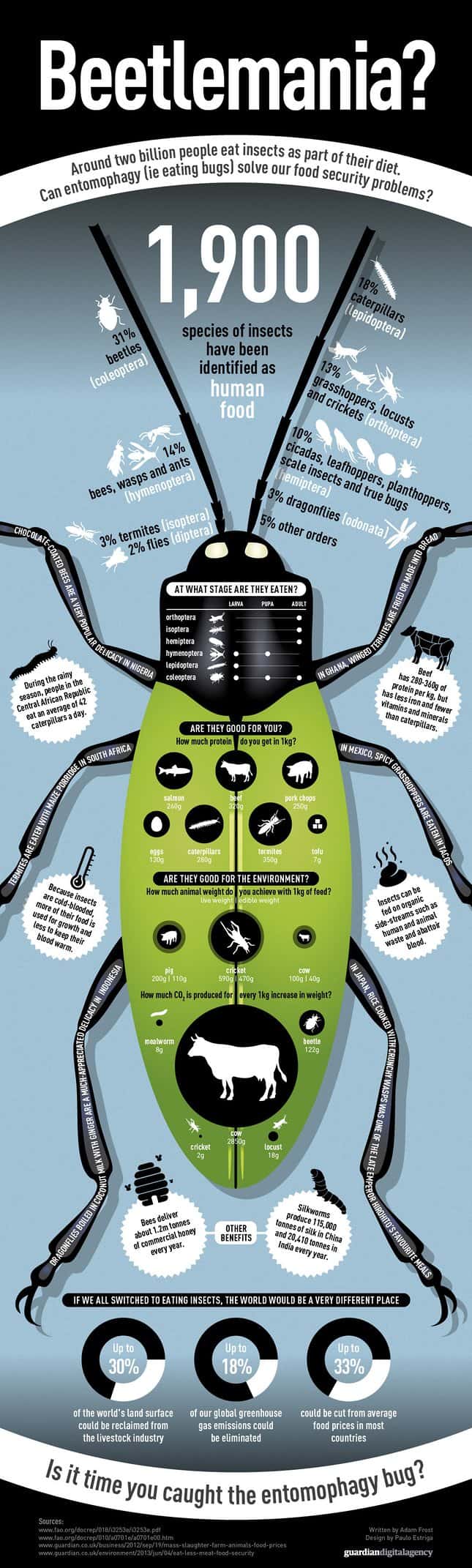 Beetlemania Infographic