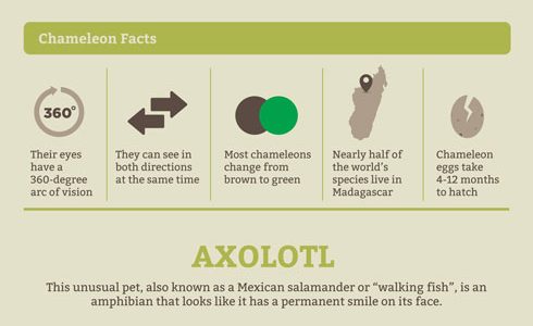 Unusual Facts about Unusual Pets