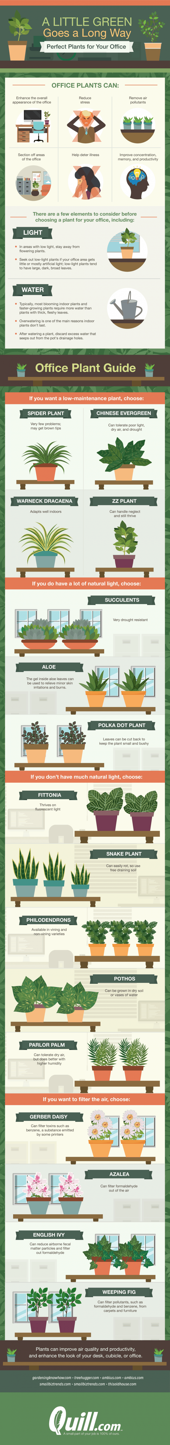 These Indoor Plants Will Spruce Up Any Office