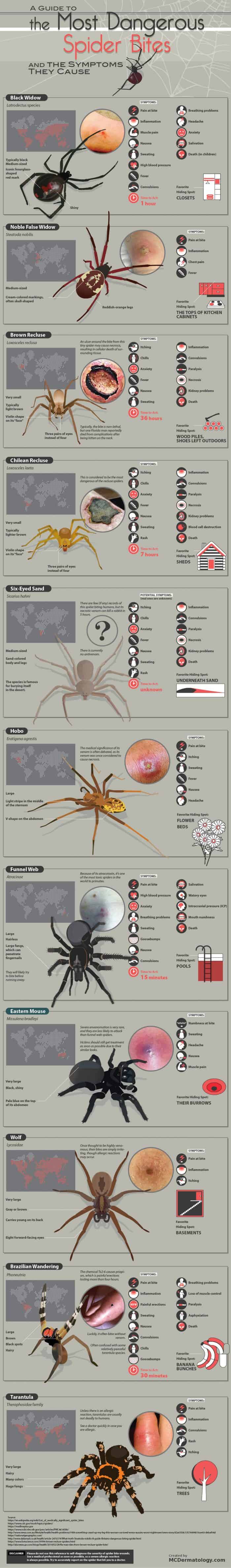 Venomous spiders around the world