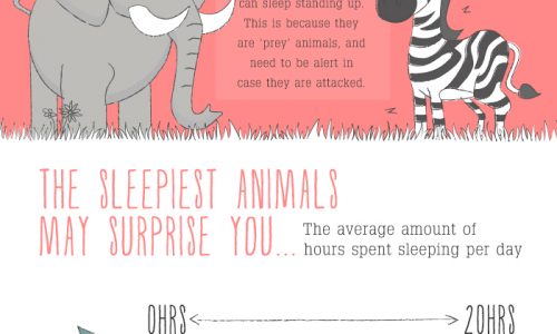 infographic about animals and their sleep habits