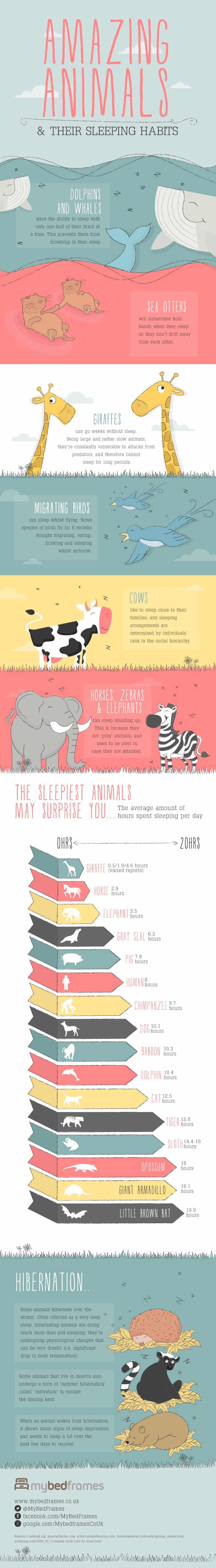 infographic about animals and their sleep habits