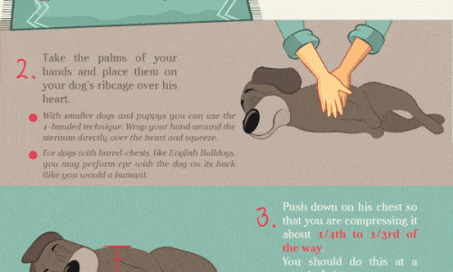 infographic describes how to perform CPR on a dog