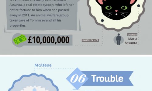 infographic describes some of the world's richest pets, many of whom have hefty inheritances