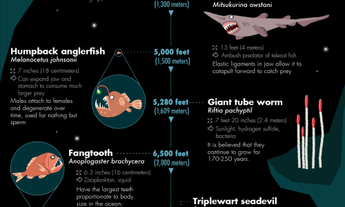 32 Bizarre Sea Creatures - Infographic