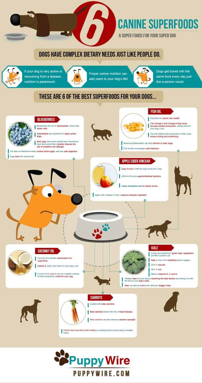Infographic about Superfoods for Dogs