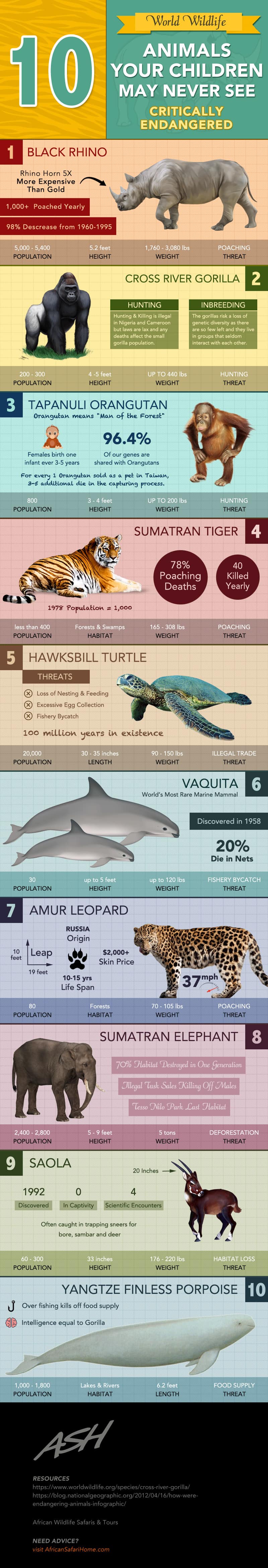 10 Endangered Animals To See Before They're Gone | Daily Infographic