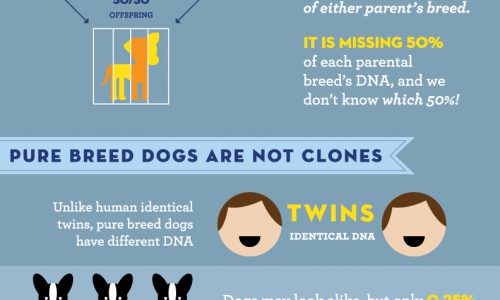 Dog breed doesn't define personality infographic