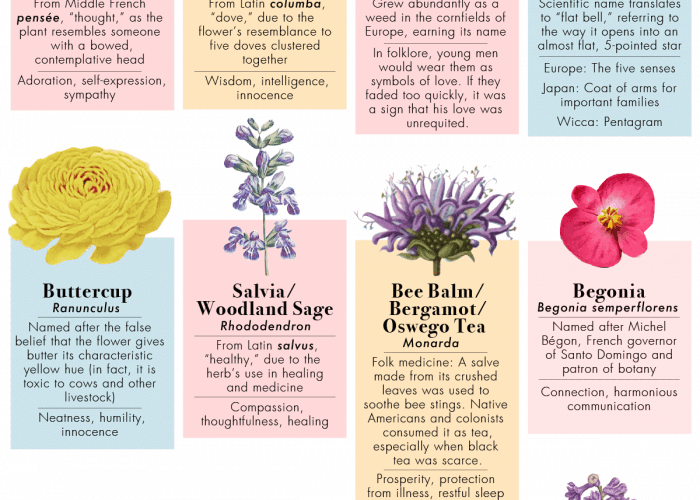 The True Meaning Behind 50 Flower Types Daily Infographic