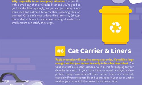 how to prepare a kit for any emergency that may arise with your cat
