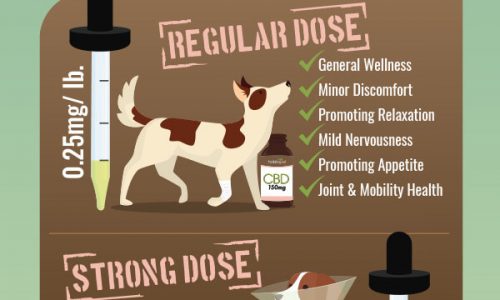 Here is a guide to proper CBD dosage for pets