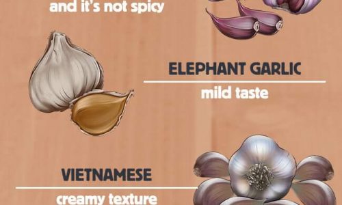 Different Types Of Garlic