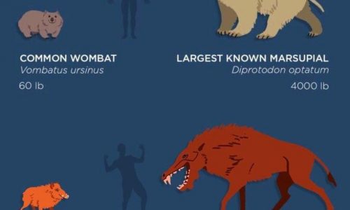 giant animals modern and extinct