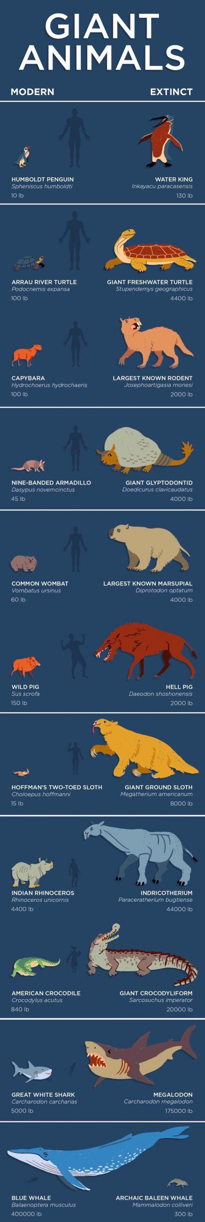 giant animals modern and extinct