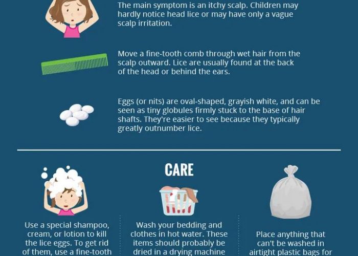 quick guide to head lice