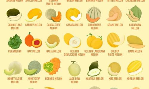 different types of melons