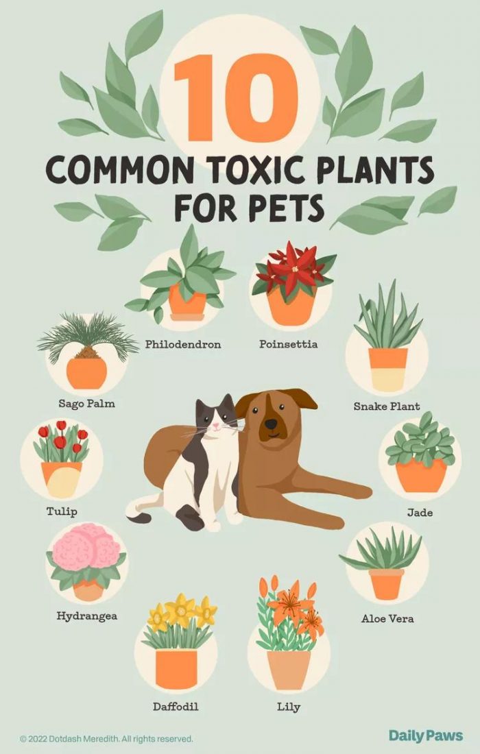 Most Common Toxic Plants