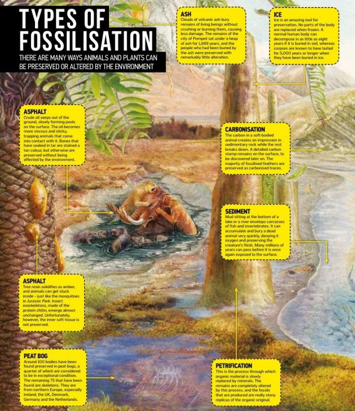 Types of Fossilization