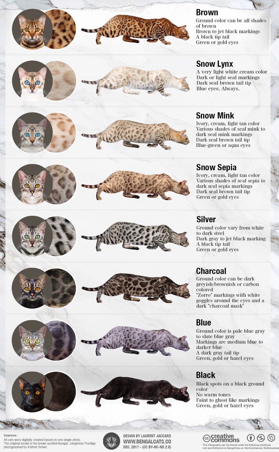 The 8 Types of Bengal Coats | Daily Infographic