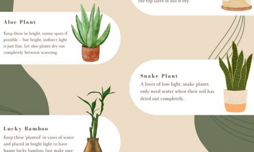 House Plants For Beginners