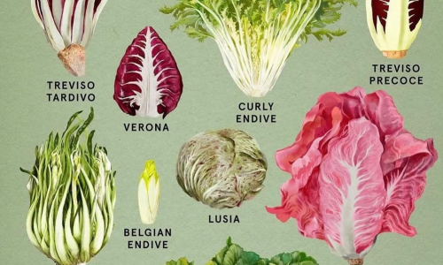 different types of chicories