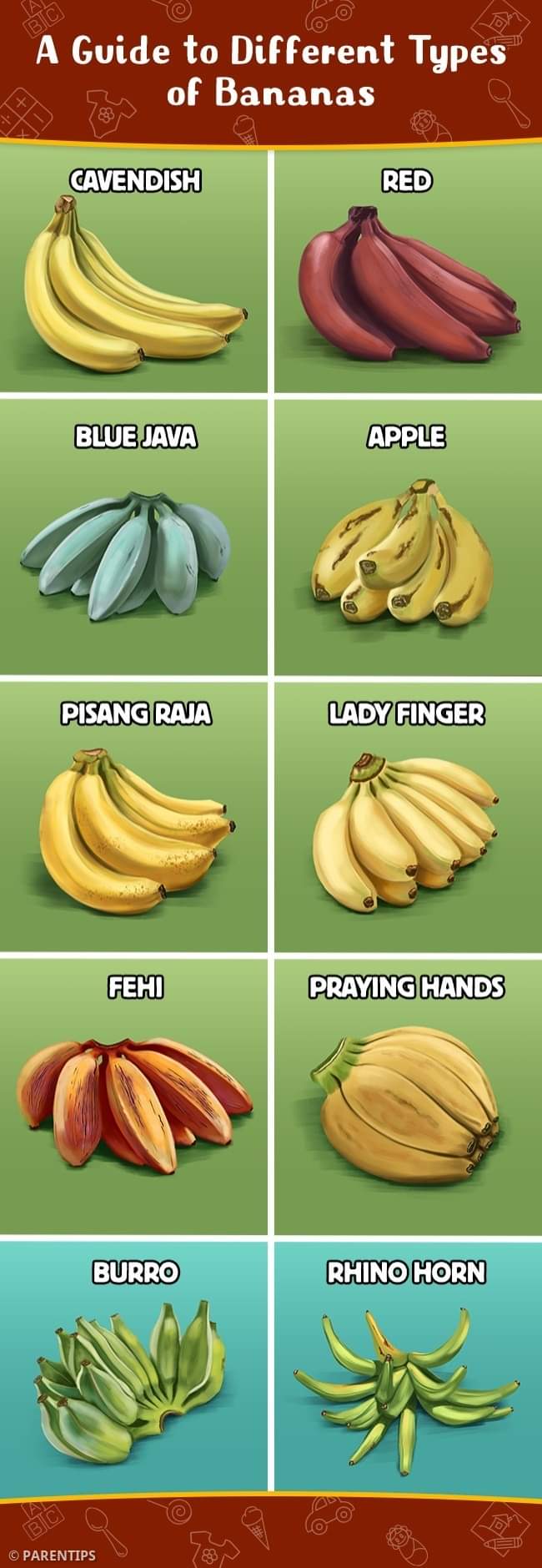 The 8 Tantalizing Types of Bananas | Daily Infographic
